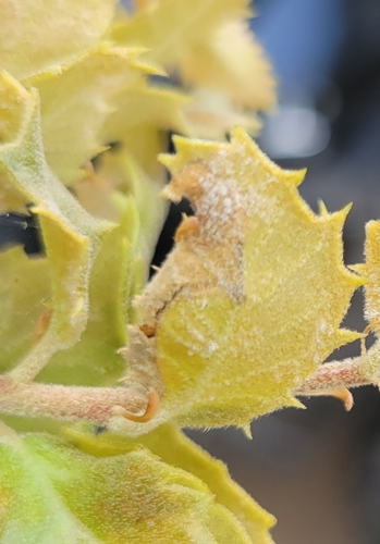 iNaturalist observation photo of Fold Gall Midge