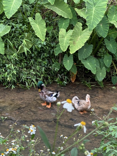 Mallard