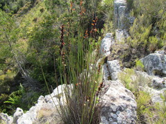 Elegia aggregata