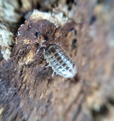Armadillidium pictum