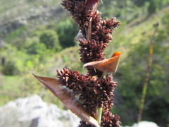 Elegia aggregata