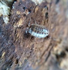 Armadillidium pictum