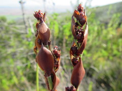 Elegia aggregata