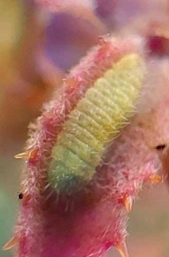 iNaturalist observation photo of Butterflies and Moths