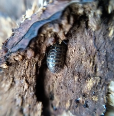 Armadillidium pictum