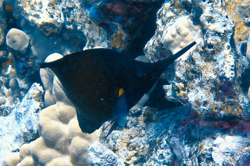 Forcipiger longirostris, 2026-04-29