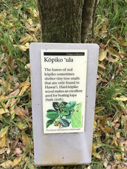 Psychotria hawaiiensis