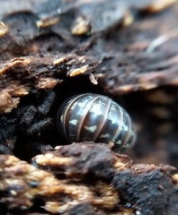 Armadillidium pictum