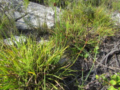 Capeobolus brevicaulis