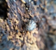 Armadillidium pictum