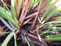 Capeobolus brevicaulis