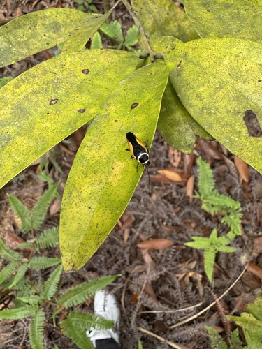 Hemithyrsocera vittata