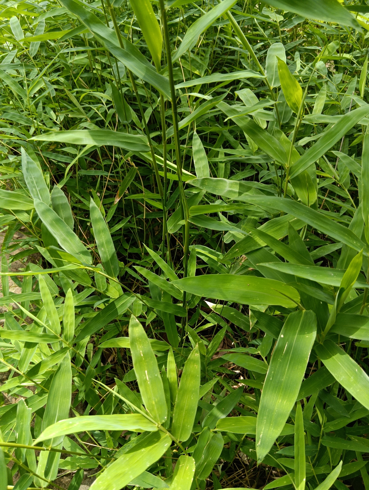 Imagem de bambu-abissínio