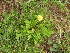 Taraxacum drucei