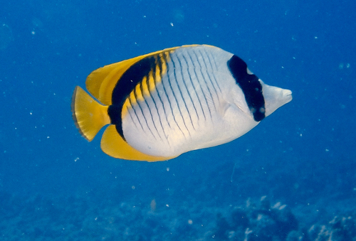 Chaetodon lineolatus, 2026-04-29