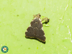 Parachma rufoflavalis