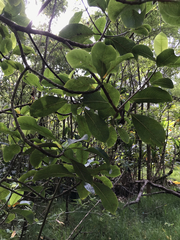Psychotria hawaiiensis