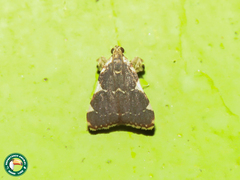 Parachma rufoflavalis