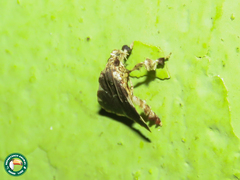 Parachma rufoflavalis