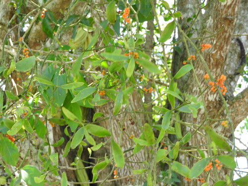 Phoradendron quadrangulare, photograph 3