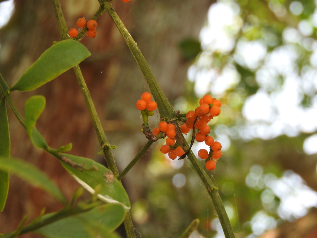 Phoradendron quadrangulare; photograph (c) Alexis López Hernández, some rights reserved (CC BY)