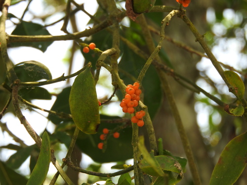 Phoradendron quadrangulare, photograph 4