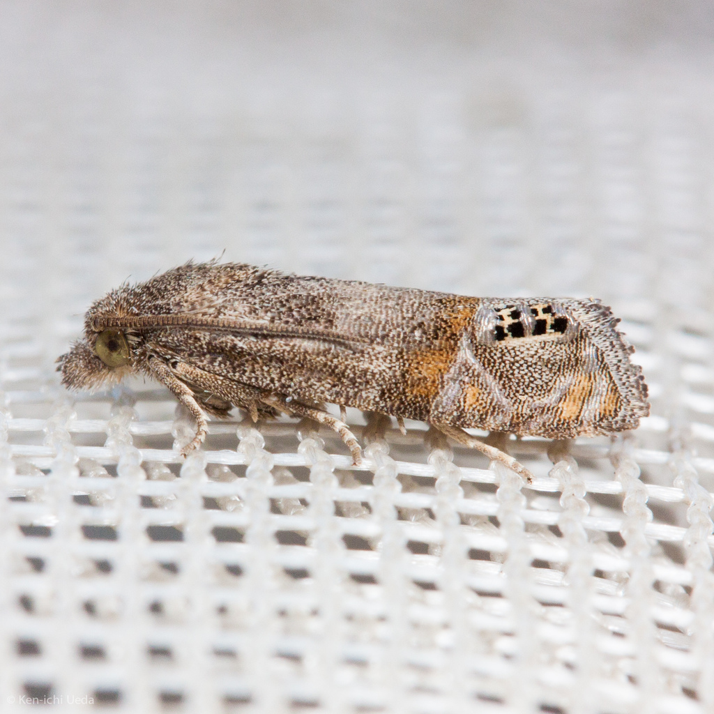 Pelochrista Moths