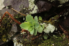 Hylotelephium telephioides