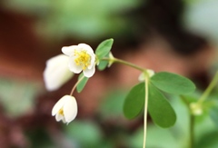 Isopyrum thalictroides