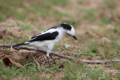 Fluvicola pica