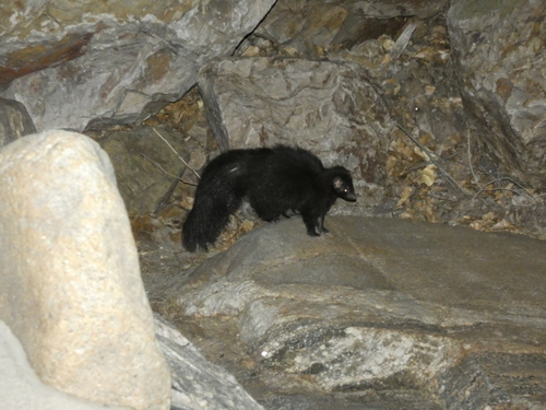 Hooded Skunk observed by stevenc22
