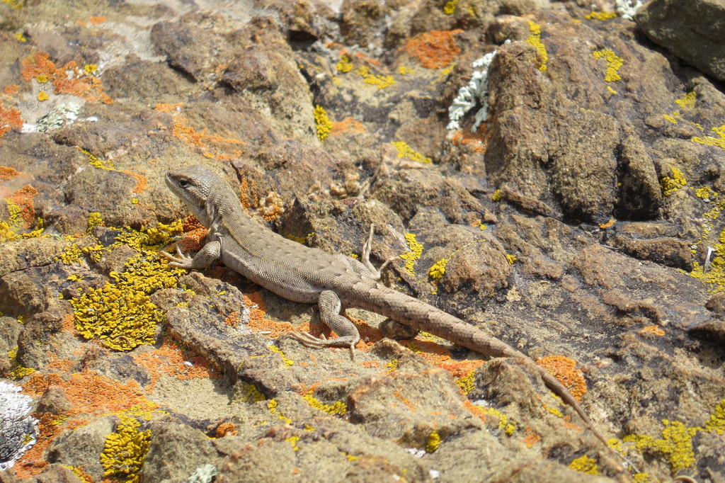 Macola's Tree Iguana
