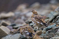 Lagopus muta hyperborea