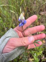 author not stated, no rights reserved Lupinus nanus, photograph author not stated, no rights reserved