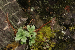 Hylotelephium telephioides