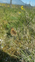 Limosa