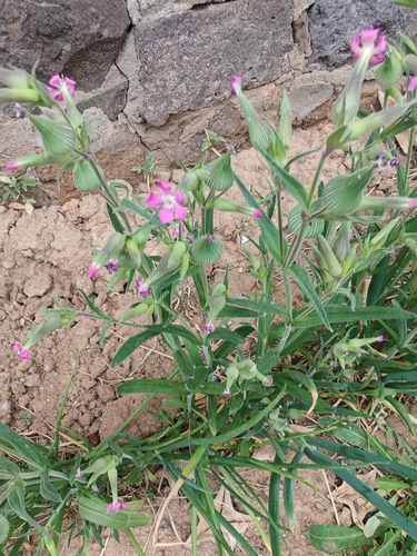 Silene conoidea iNat (3)