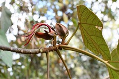Chiranthodendron pentadactylon