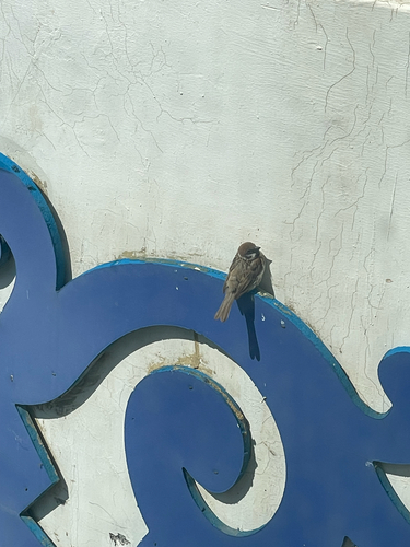 Eurasian Tree Sparrow