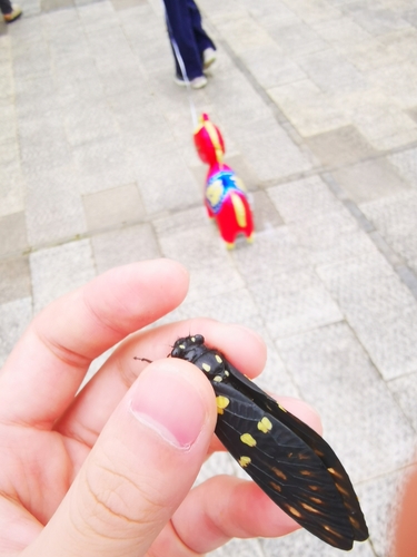 Speckled Black Cicada