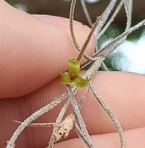 Spanish moss