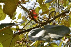 Chiranthodendron pentadactylon