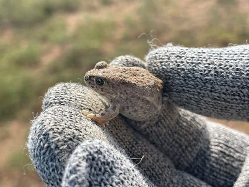 Mongolian Toad
