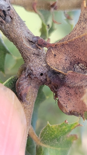 iNaturalist observation photo of Oak Gall Wasps