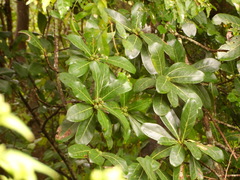 Ficus obtusifolia