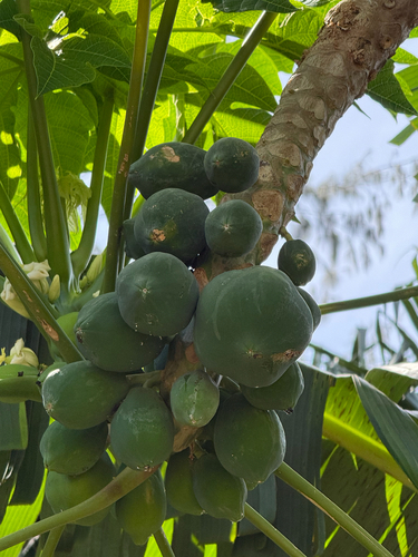 Papaya