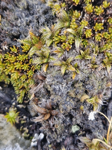Anisotome imbricata observed 2026-04-25