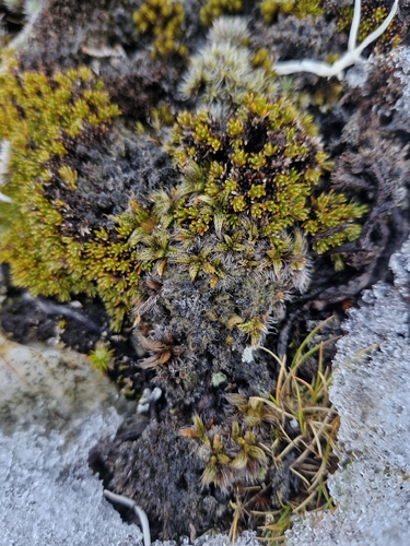 Anisotome imbricata, photograph 2