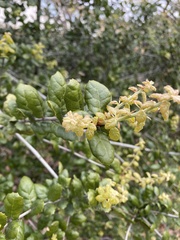 Quercus