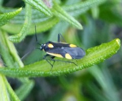 Capsodes
